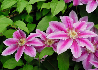 DECORATIVE FLOWERS OF THE CLEMATIS IN THE SPRING GARDEN .