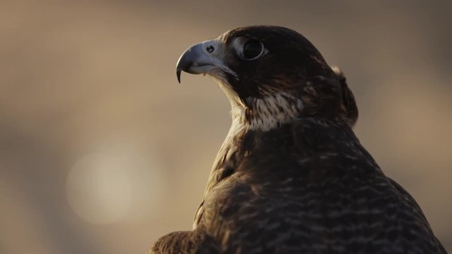Close view of a falcon in the desert 