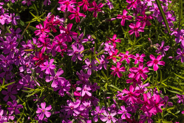 Beautiful small pink flowers background