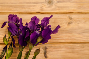 Fresh purple irises lying on a wooden textured background. The irises are just cut from the home garden. Iris is a national symbol of many counties and states.