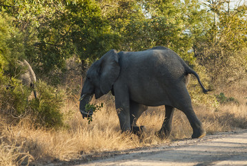 Fototapeta premium African elephant, South Africa