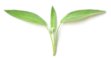 fresh sage isolated on white