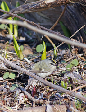 roitelet &agrave; couronne dor&eacute;e
