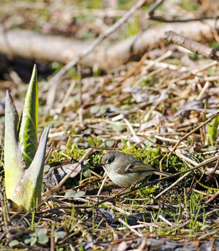 roitelet &agrave; couronne rubis