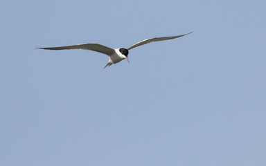 Common tern 