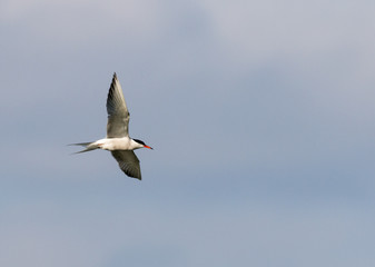 Common tern 