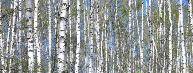 birch trees with white bark in spring in birch grove