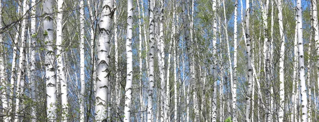 Papier Peint photo Bouleau birch trees with white bark in spring in birch grove