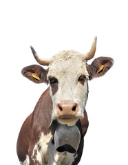 brown and white cow with horns and carrying a bell isolated on white background