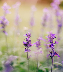 Fototapeta premium Purple flowers With background blurred