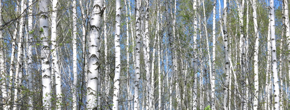 Fototapeta birch trees with white bark in spring in birch grove