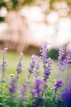 Purple flowers With background blurred
