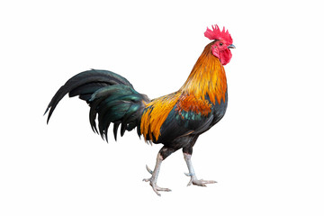 Rooster chicken standing isolate on white background - obrazy, fototapety, plakaty