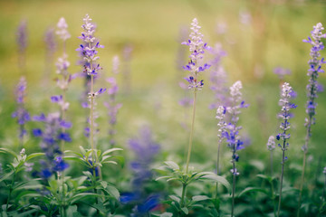 Obraz premium Purple flowers With background blurred