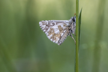 Carcharodus baeticus butterfly