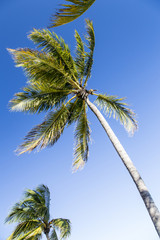 Fototapeta premium Bahamas, Cable Beach