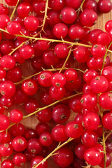 branch of red currant