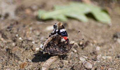 Red admiral butterfly