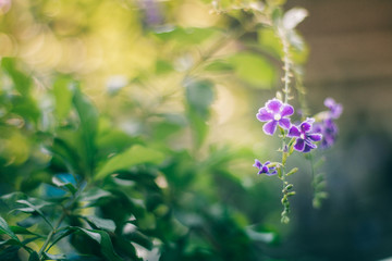 Violet flower With background blurred