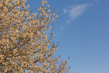 Blossoming tree in spring close-up