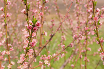 Blossoming tree in spring close-up