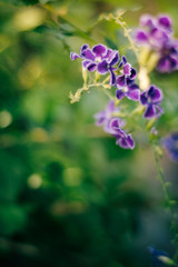 Violet flower With background blurred