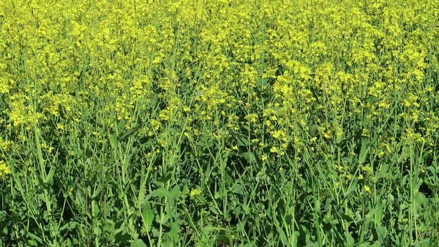 rape field