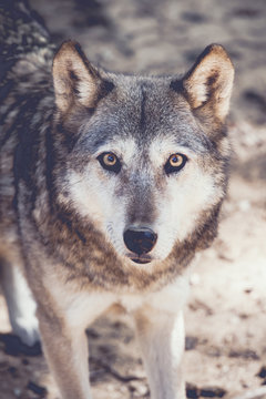 Loup