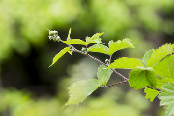 young flower of blackberry