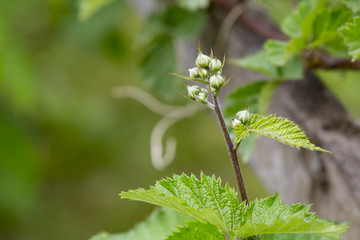 young flower of blackberry