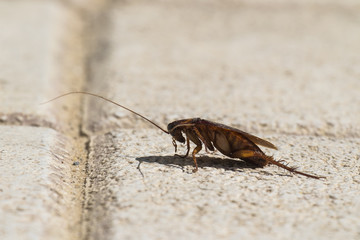 American cockroach sitting on a stone surface (Periplaneta americana) - Left view