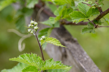 young flower of blackberry