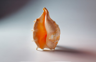 Shell of the sea, shaped as female genital organs, vagina