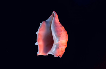 Shell of the sea, shaped as female genital organs, vagina