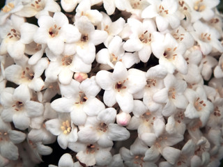 Weiße Blumen	