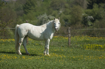 portrait of white horse in a meadow