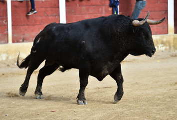 bull