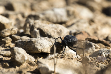Beetle from the family of darkling beetles crawls on stones (Pimelia bipunctata). Front view