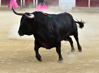 bull