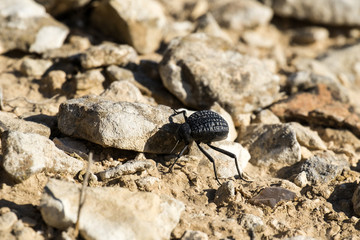 Beetle from the family of darkling beetles crawls on stones (Pimelia bipunctata). Front view
