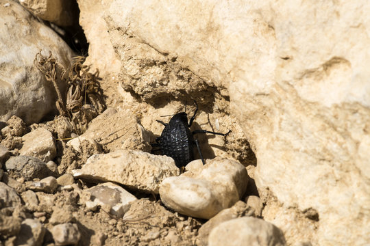 Beetle from the family of darkling beetles sits between stones (Pimelia bipunctata)