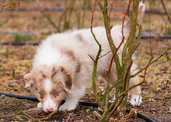 Naklejka na ściany i meble Australian Shepherd purebred dog on meadow in autumn or spring, outdoors countryside. Red Merle Aussie puppy, 2 months old.