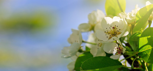 Pear tree blossom in sunlight.