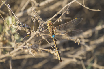 Large dragonfly sits on a dry branch