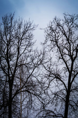 Leafless branches of park winter trees