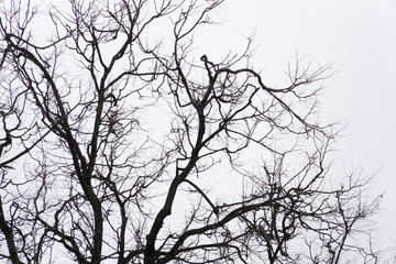 Fototapeta na wymiar Leafless branches of park winter trees