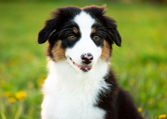 Naklejka na ściany i meble Happy Aussie on meadow with green grass in summer or spring. Beautiful Australian shepherd puppy 3 months old - portrait close-up. Cute dog enjoy playing at park outdoors.