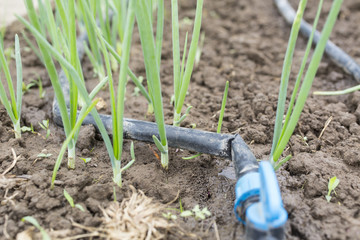 Drip Irrigation System Close Up. Water saving drip irrigation system being used in a organic onions field 