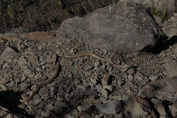 Fototapeta na wymiar Snake on the rock