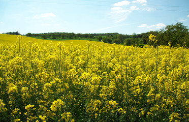 Das kräftige Gelb der Rapsblüte und die unterschiedlichen Grün-Töne der Wälder bestimmen...